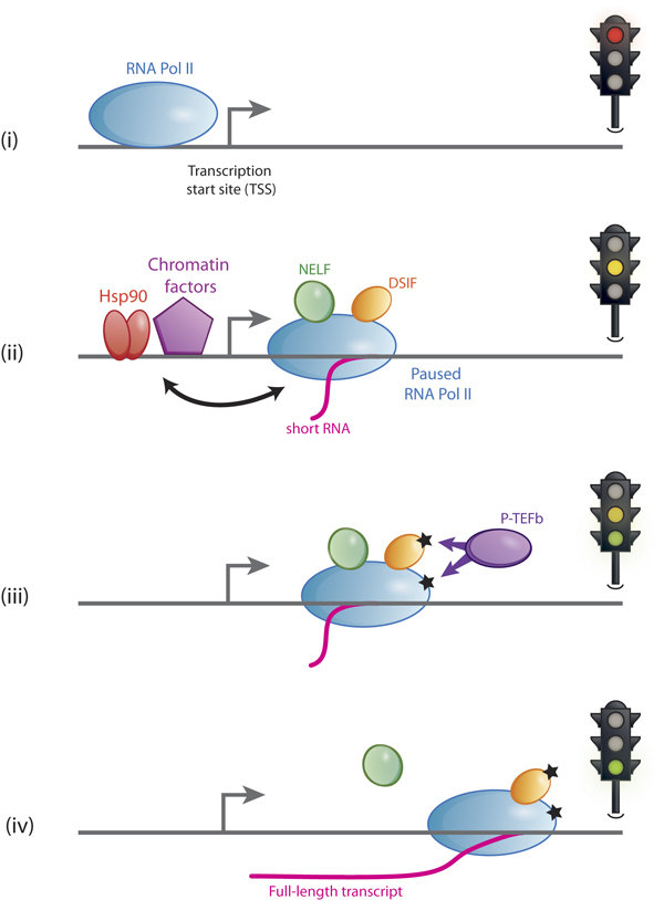 crosstalk between chromatin factors and rna pol ii pausing