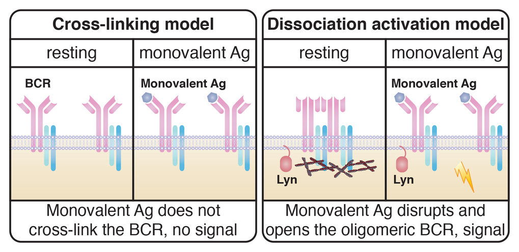 Open Sesame | Max Planck Institute Of Immunobiology And Epigenetics