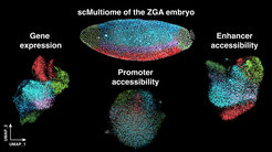 The Multiomic map of the ZGA embryo. The Drosophila zygote primes cellular identities during zygotic genome activation (ZGA) through different transcriptomic networks and by differential accessibility of enhancer regions rather than promoters. Nuclei of the ZGA embryo are stained with DAPI and manually colored based on their position. Uniform manifold approximation and projection (UMAP) of gene expression, promoter or enhancer accessibility represent the different contribution of each assay in identifying cellular states. Each dot represents a single nucleus.