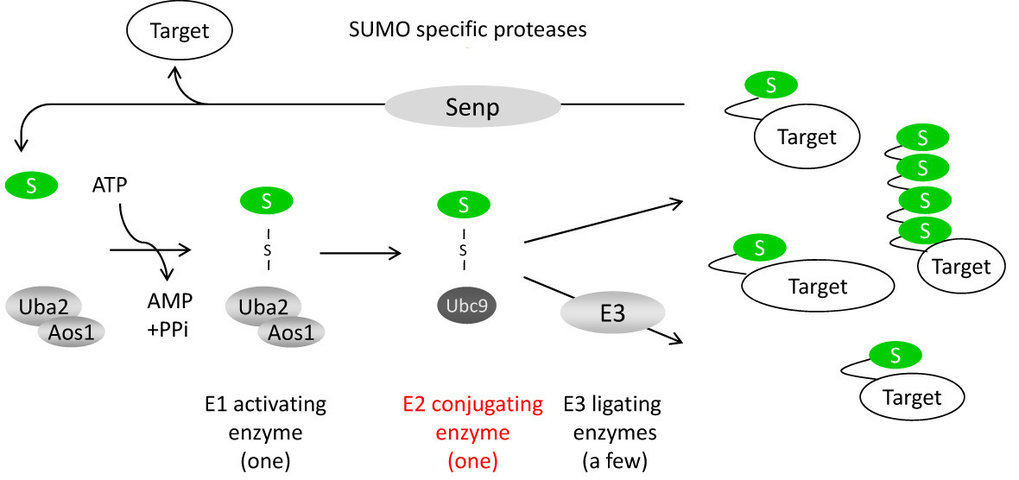 Regulation Of Sumoylation By Its Sole E2 Enzyme Ubc9 | Max Planck ...