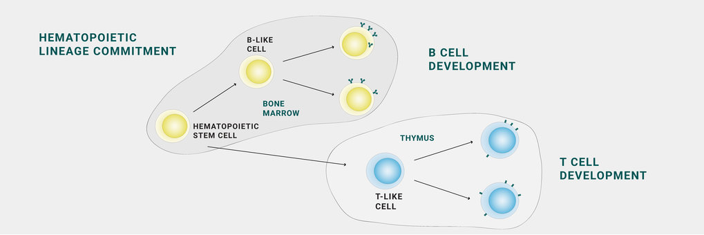 Focus Immunobiology