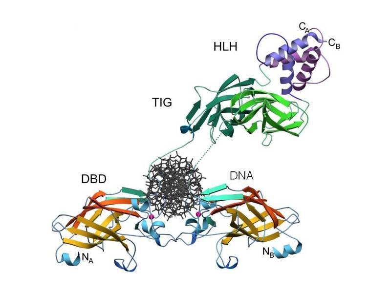 Regelkreise Von B-Lymphozyten | Max-Planck-Institut Für Immunbiologie ...