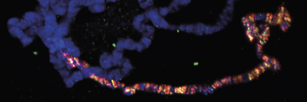 Chromatinregulierung