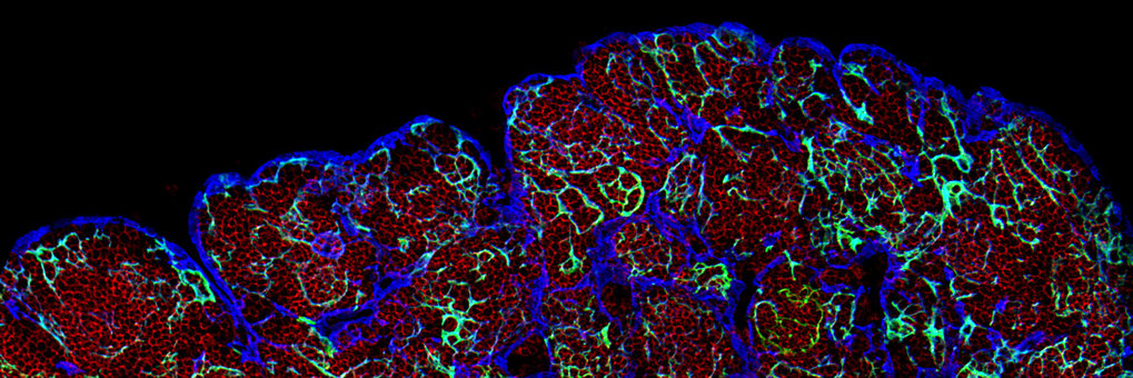 Entwicklung des Immunsystems