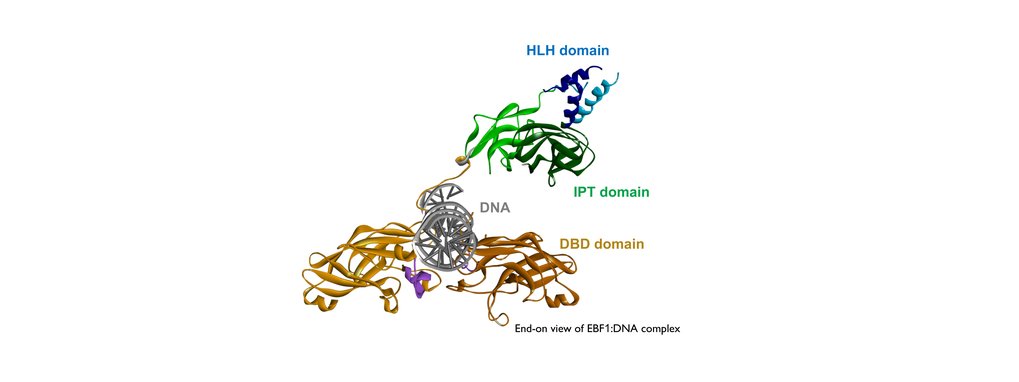 b Lymphozyten