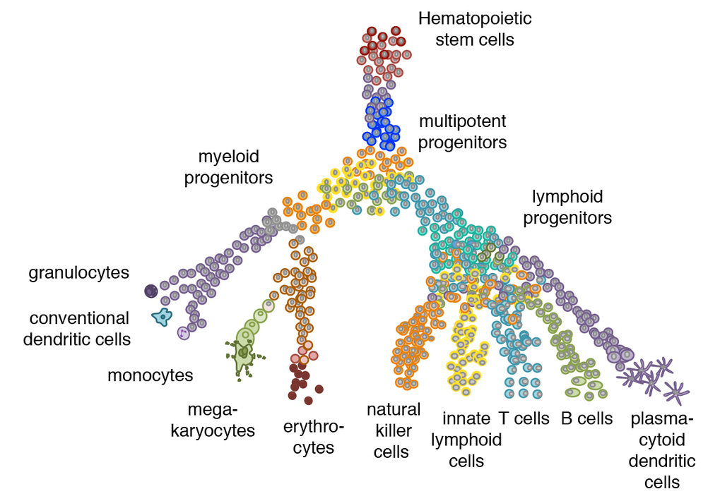 Differentiation Of Immune Cells Max Planck Institute Of Immunobiology