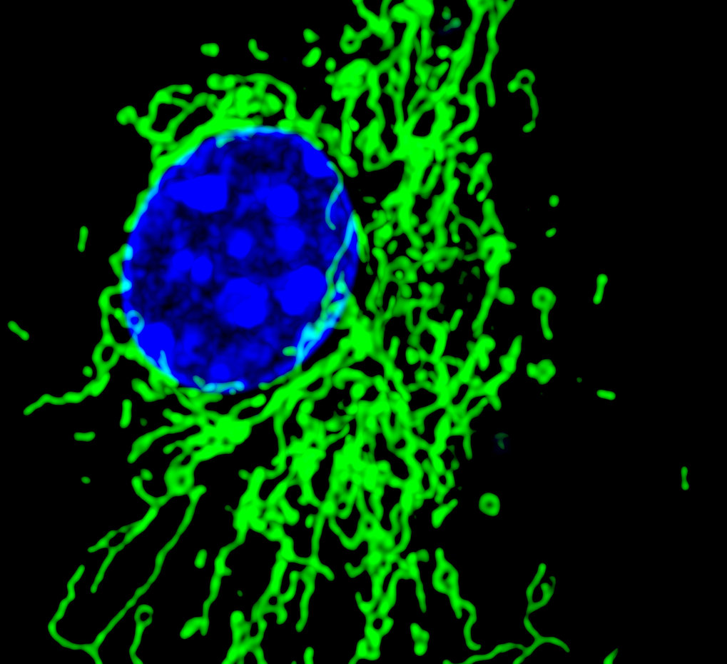 New Links Between The Mitochondria And The Nucleus Max Planck Institute Of Immunobiology And