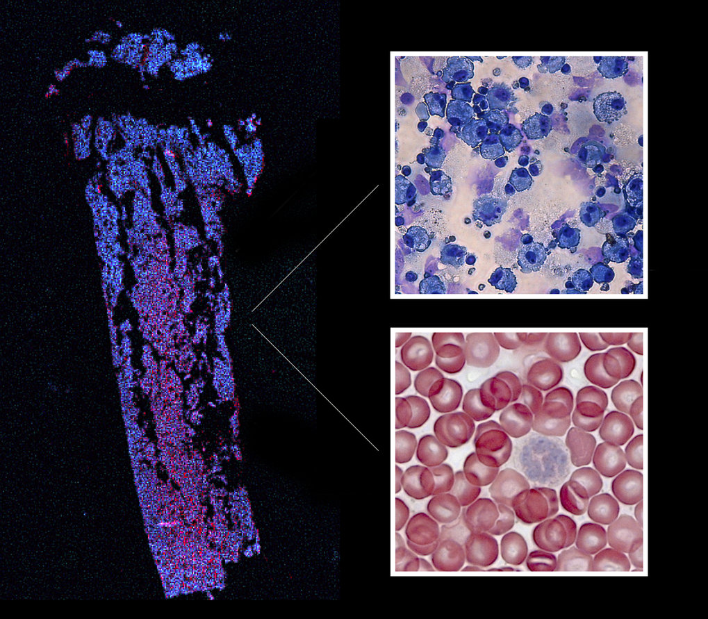 At The Crossroads | Max Planck Institute Of Immunobiology And Epigenetics