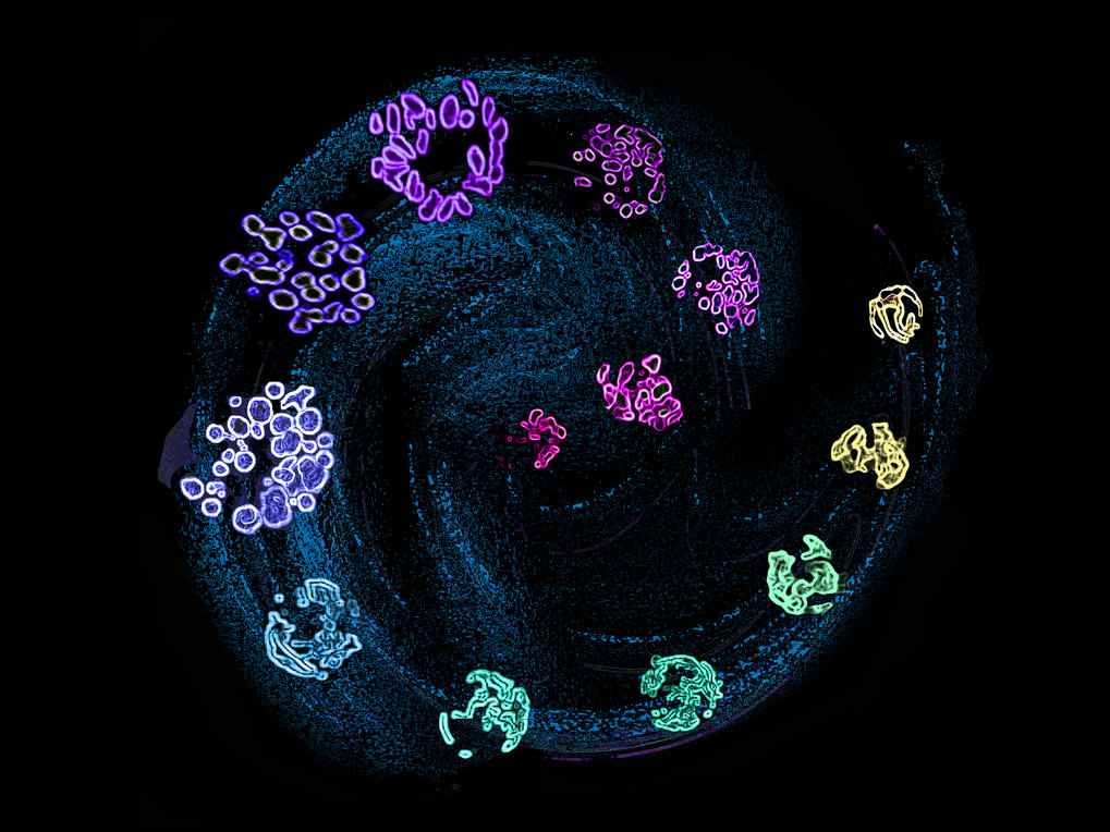 Mitochondria-driven metabolic immune control on the single cell and populational level