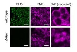 Aktiviertes FNE dringt nur bei Fehlen von ELAV in den Nukleus ein. Mikroskopische Aufnahme neuronaler Zellen in Drosophila-Embryonen. Die Proteine ELAV und FNE wurden durch Immunhistochemie sichtbar gemacht. Maßstab: 10µm.