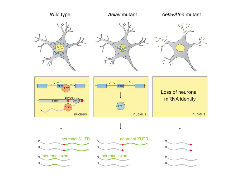 Mechanism of RNA processing in neurons