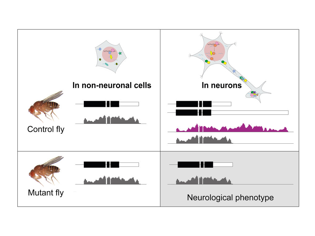 Function of alternative 3’ UTRs in neuronal processes