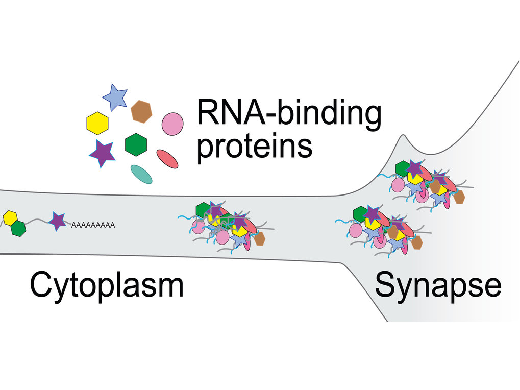 Regulierung Neuronen-spezifischer RNA-Sequenzen