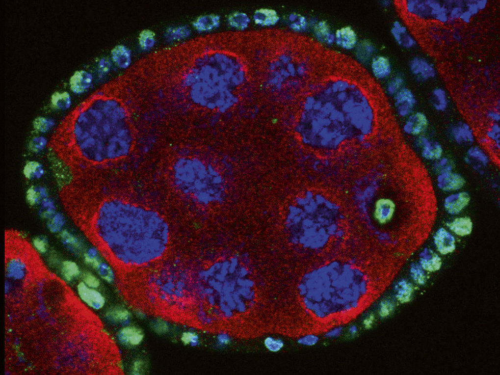 Maternal gametes and epigenetic inheritance