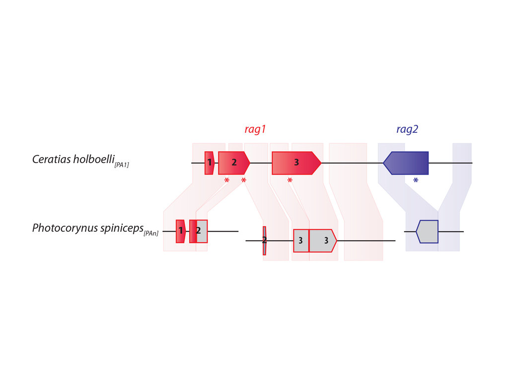 Immunogenetics of sexual parasitism in anglerfishes