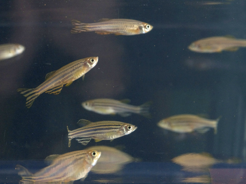 Genetic analysis of T-cell development in zebrafish