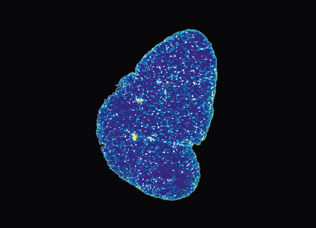 Evolution & function of thymopoietic environments