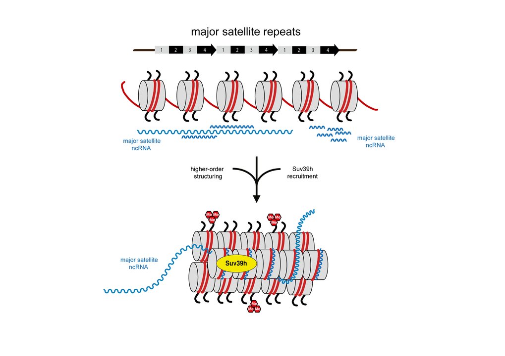 MSR repeat RNA organize a heterochromatic RNA-nucleosome scaffold