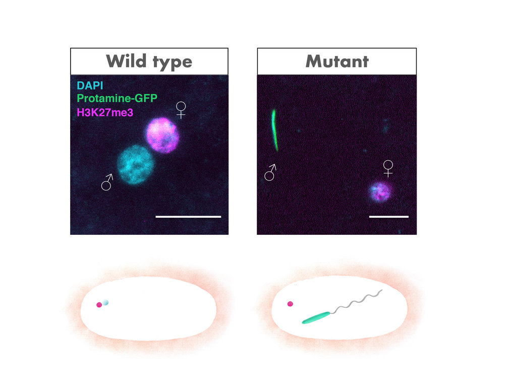 Paternal gametes, epigenetic inheritance and reprogramming