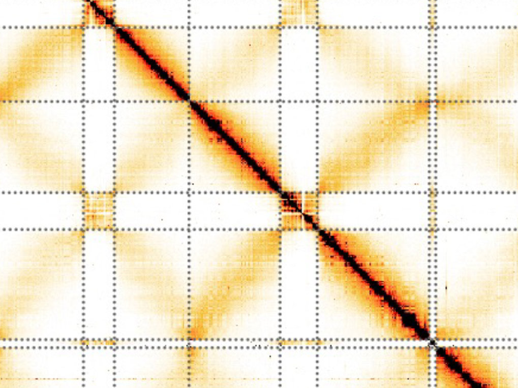 How do chromosomes become organized de novo during early development?